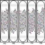 NITRO WOMEN'S FATE SNOWBOARD